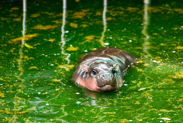 A female dwarf Pygmy hippo , Khao Kheow Open Zoo in Chonburi Thailand	