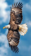 Obraz premium Sovereign Skies: Bald Eagle in Flight Panorama