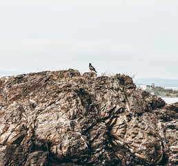 Bird on Bygdøy Island in Oslo, Norway, sitting on a rock
