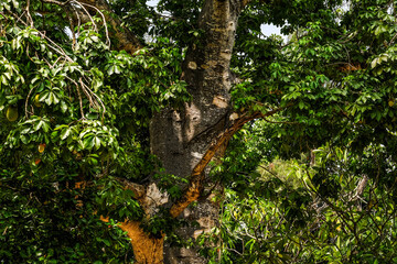 Architectural Details from Prison Island, Zanzibar