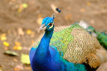 Obraz premium Close-Up of a Peacock