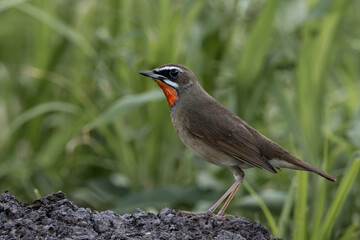 Siberian Rubythroat is a migratory bird that comes to Thailand during the winter.