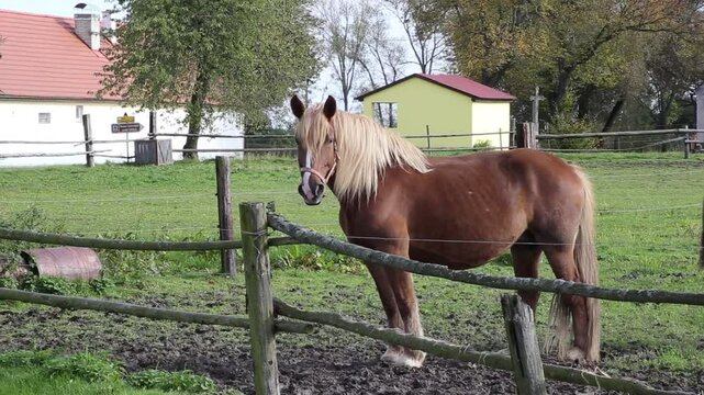 Horses graze in a pasture near a farm.
