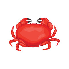 Vector illustration of red crab in cartoon flat style. Beach animals seafood, sources of protein. Crab icon for logo, symbol, poster, infographic, and restaurant menu