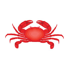 Vector illustration of red crab in cartoon flat style. Beach animals seafood, sources of protein. Crab icon for logo, symbol, poster, infographic, and restaurant menu
