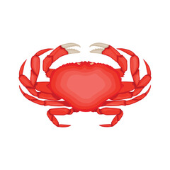 Vector illustration of red crab in cartoon flat style. Beach animals seafood, sources of protein. Crab icon for logo, symbol, poster, infographic, and restaurant menu