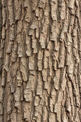 Rustic tree bark texture closeup in natural light highlighting intricate patterns of cracked and layered bark surfaces for organic design elements, backgrounds, and nature-inspired visuals