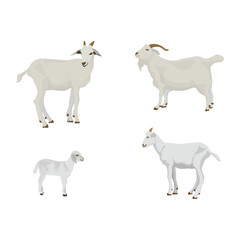 Vector illustration group white goat in cartoon flat style. Goat domestic animal for breeding in farmland. Icon for logo, symbol, infographic, illustration of dairy and meet animal