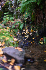 ferns in one of the channels of Candelario in the Cuerpo de Hombre River