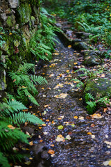 Fototapeta premium ferns in one of the channels of Candelario in the Cuerpo de Hombre River