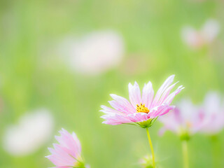 秋の公園や花壇を彩るコスモスのある風景。背景。自然風景素材。