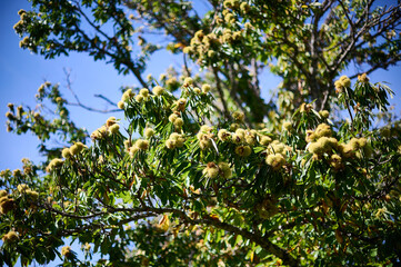 chestnut trees in the village of Candelario with chestnuts emerging from spiky burrs and falling to the ground for harvesting