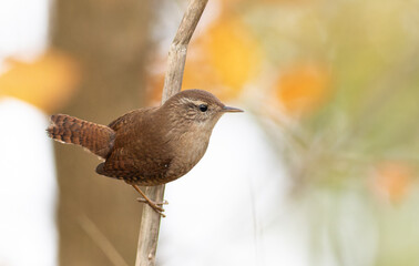 Eurasian wren, Troglodytes troglodytes. Bird sitting on a branch, flat blurred background