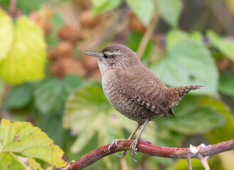 Eurasian wren, Troglodytes troglodytes. A bird sits on a branch, blurred leaves in the background