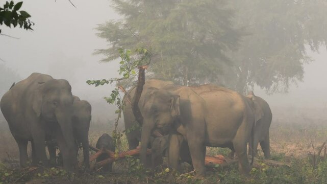 full shot of wild asian elephant or Elephas maximus family or herd plucking stripping and eating bark of tree branch at dhikala zone jim corbett national park forest tiger reserve uttarakhand india