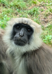 head of Northern Plains grey langur