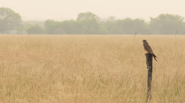 Wide shot of bird of prey Common kestrel or european kestrel or Falco tinnunculus perched on branch during winter season migration in grassland of tal chhapar blackbuck sanctuary churu rajasthan india