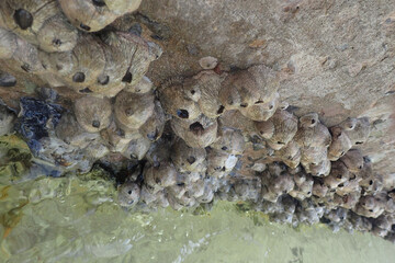Cirripedia animals from the Egypt beach