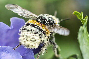 Trzmiel oblepiony pyłkiem startuje z kwiatka © Marcin