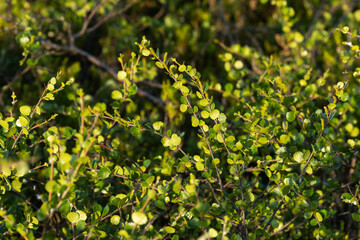 Closeup of small and fresh Dwarf birch leaves on a summer evening in Riisitunturi National Park, Northern Finland	