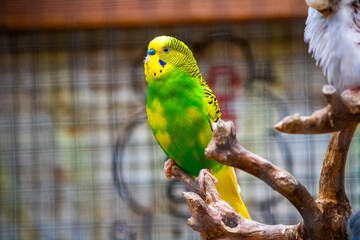 Beautiful yellow and green lovebird.