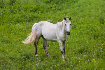 Fototapeta premium Portrait of a white horse on a summer green meadow