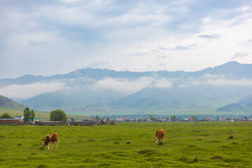 Cows graze in a summer meadow with a village in the background in the Altai Republic, Russia. The Altai Mountains are hidden by low gray clouds