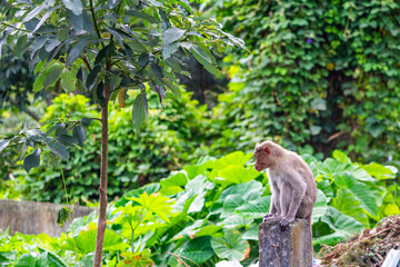 Cute monkey sitting on a pillar in a forest. 