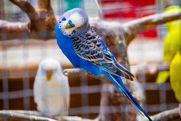 Beautiful Blue and white lovebird.