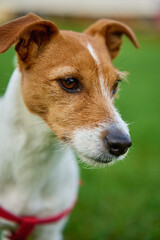 Cute active dog walking at green grass in park with green lawn at summer day. Jack Russell Terrier close up portrait