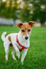 Cute active dog walking at green grass in park with green lawn at summer day. Jack Russell Terrier close up portrait