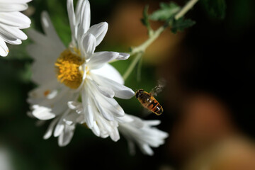 Fototapeta premium Bee sitting on white flower