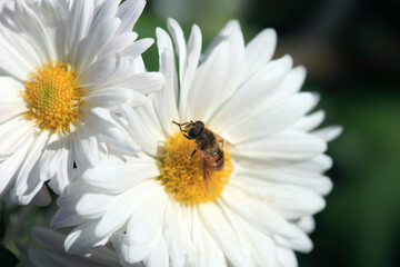 Bee sitting on white flower