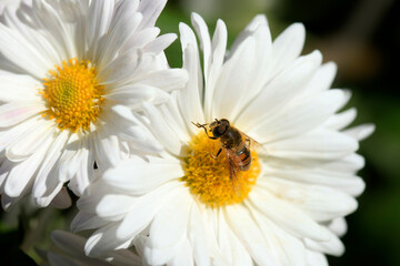 Fototapeta premium Bee sitting on white flower