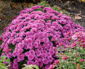 Harmony pink chrysanthemums in the morning garden, illuminated by soft sunlight, create a calm and peaceful atmosphere with bright and delicate flowers against the backdrop of autumn foliage