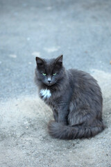 Portrait of cute grey fluffy cat