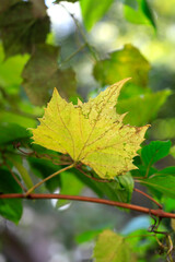 Yellow leaf on nature background