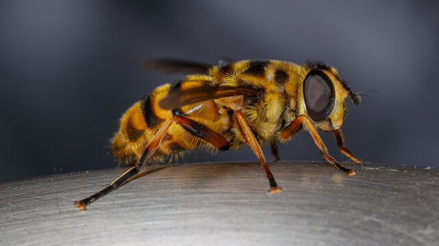 Syrphe t&egrave;te de mort "Myathropa florea"