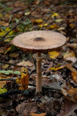 Elegant Parasol Mushroom Amidst Autumn Forest Foliage