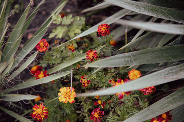 Marigolds Amidst Lush Greenery