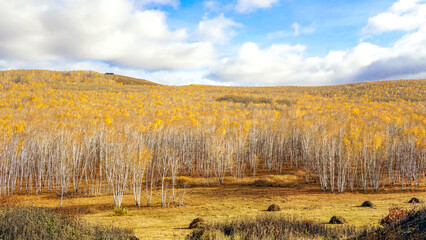 Autumn Birch Forest view, Hulunbeier, Inner Mongolia, China