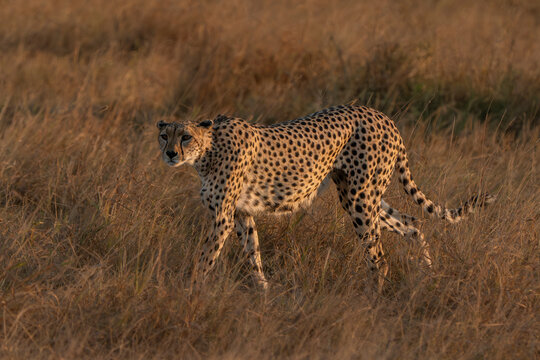 Lone cheetah looking for a prey in the Masai Mara savanna