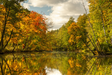 Obraz premium Trees with colorful leaves reflecting in the water