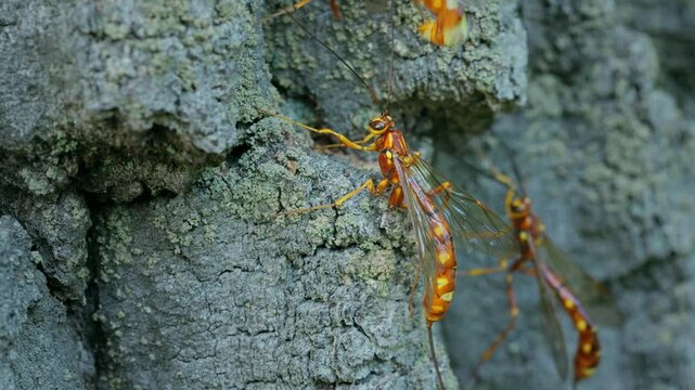 Giant ichneumonid wasp Megarhyssa vagatoria laying eggs in oak tree