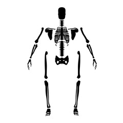 Silhouette of a human skeleton disassembled into bones isolated on a white background. Front view. Vector illustration.