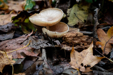 Mushrooms and autumn leaves in the forest in natural light
