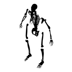 Silhouette of a human skeleton disassembled into bones isolated on a white background. Isometric view. Vector illustration.