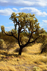 Cholla cactus, Close up, Sonora Desert, Mid Fall