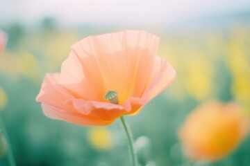A poppy blossom flower petal.