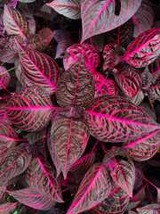close up of red and green leaves